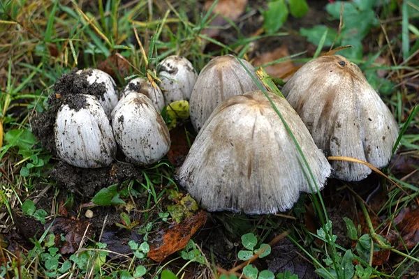 Uma Família Cogumelos Cinzentos Gramado Florestal — Fotografia de Stock