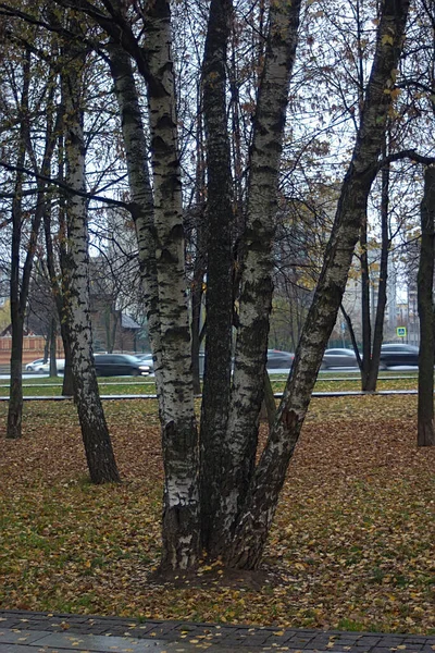 Pět Bříz Společným Kořenovým Systémem — Stock fotografie