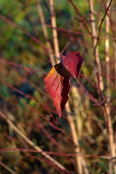 Sonbahar Dalında Kuru Kırmızı Yapraklar — Stok fotoğraf