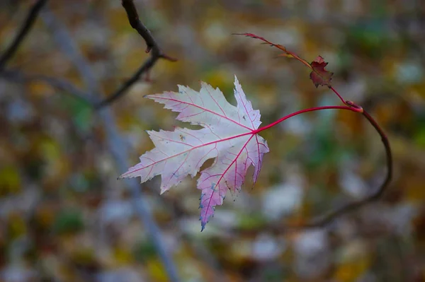 Maple Leaf Red Stalk Autumn Branch — Stock Photo, Image