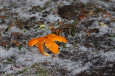 Karla kaplı çimlerin üzerinde parlak mandalina kabuğu