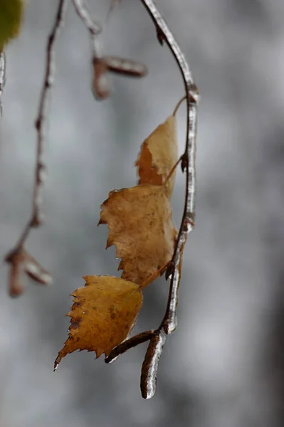 Plantes Couvertes Glace Après Pluie Verglaçante — Photo