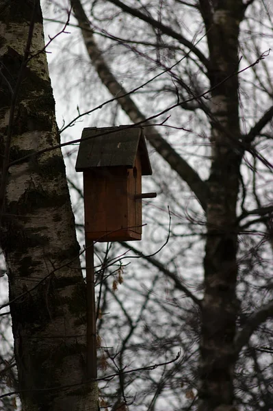 Prázdné Dřevěné Ptačí Budky Kmeni Stromu — Stock fotografie
