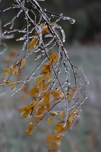 Plantas Cubiertas Hielo Después Lluvia Helada —  Fotos de Stock