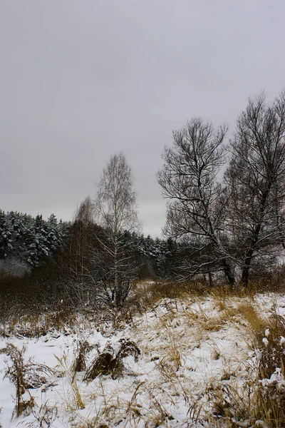 První Sníh Zalesněné Oblasti Okraji Města — Stock fotografie