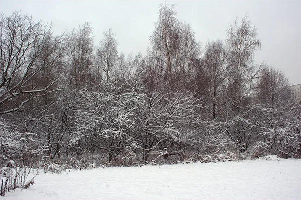 Mit Flauschigem Schnee Bedeckte Apfelbäume Stadtrand — Stockfoto