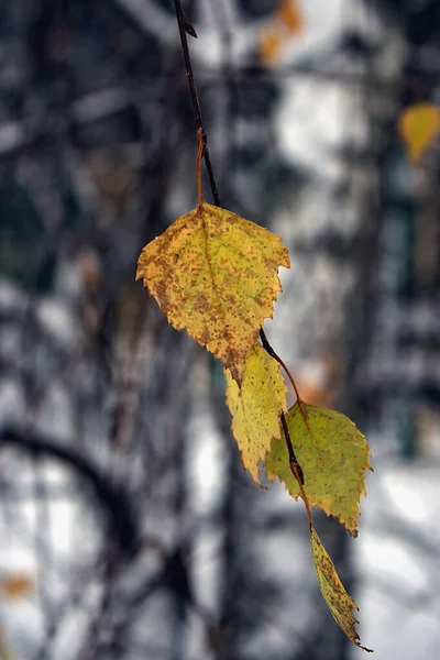 Trockene Gelbe Blätter Der Birke Winter — Stockfoto