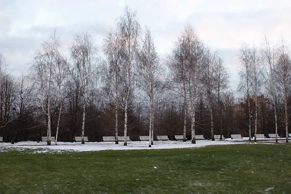 Björkar Promenadgränd Med Bänkar — Stockfoto