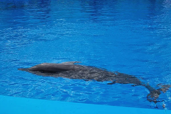 Dolphin Swims Blue Water Pool — Stock Photo, Image