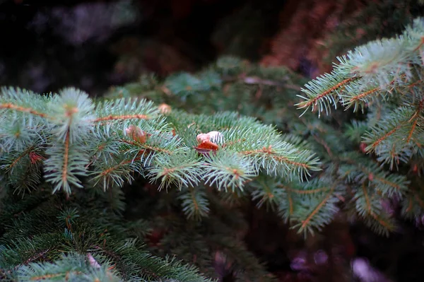 First Snow Dry Leaves Spruce Branch — Stock Photo, Image