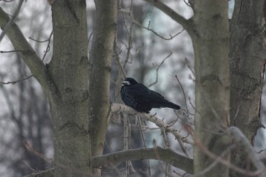 Bir karga kışın bir ağaç dalında oturur.