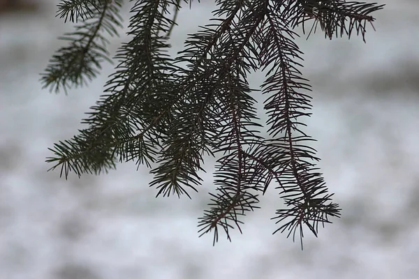 Spruce Branch Beginning Winter — Stock Photo, Image