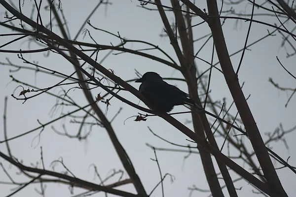 Crow Sits Tree Branch Winter — Stock Photo, Image