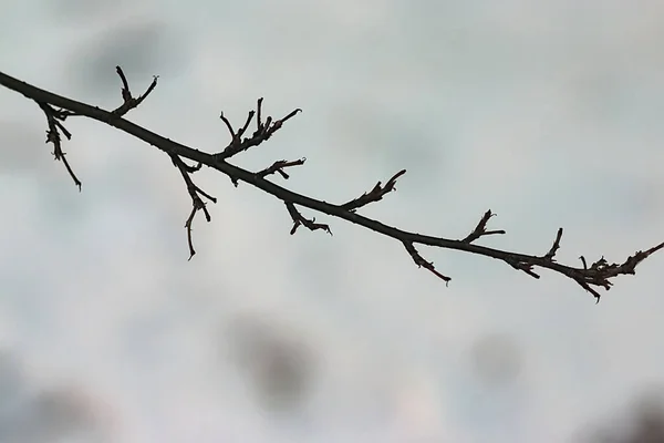 Zerbrechlicher Zweig Auf Dem Hintergrund Eines Verschneiten Rasens — Stockfoto