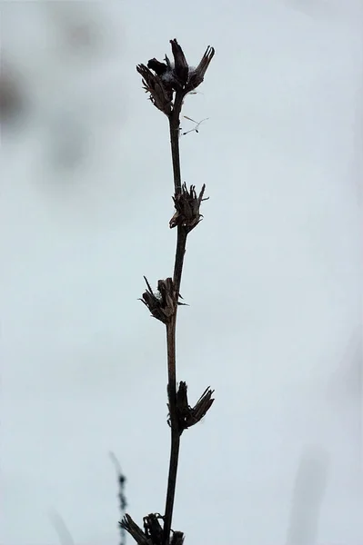 Raminho Seco Chicória Inverno — Fotografia de Stock