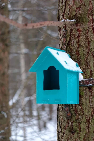 Vogelvoeder Een Boom Een Winterpark — Stockfoto