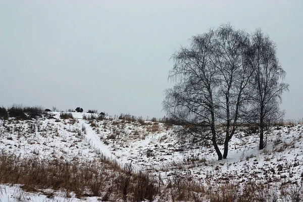 V-shaped tree on a hillside in winter