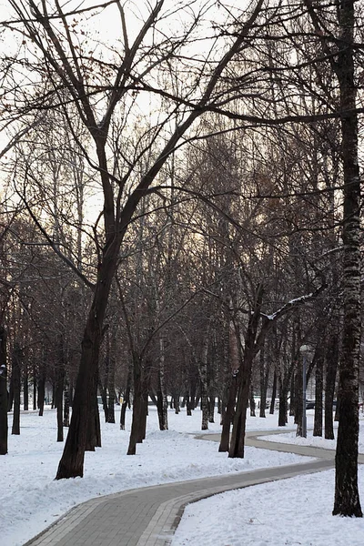 Sentier Pédestre Parmi Les Arbres Hiver — Photo