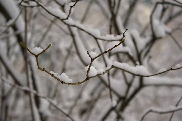 Fresh Snow Branches Tree — Stock Photo, Image