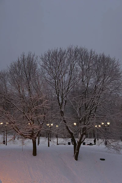 Las Luces Parque Una Noche Invierno —  Fotos de Stock