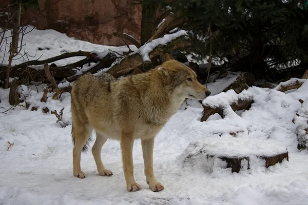 Wilk Zoo Śnieżnej Zimie — Zdjęcie stockowe