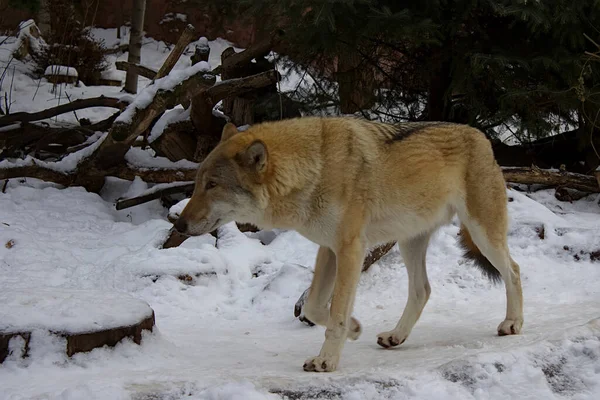 Wilk Zoo Śnieżnej Zimie — Zdjęcie stockowe