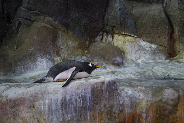 Pinguino Divertente Nello Zoo Invernale — Foto Stock