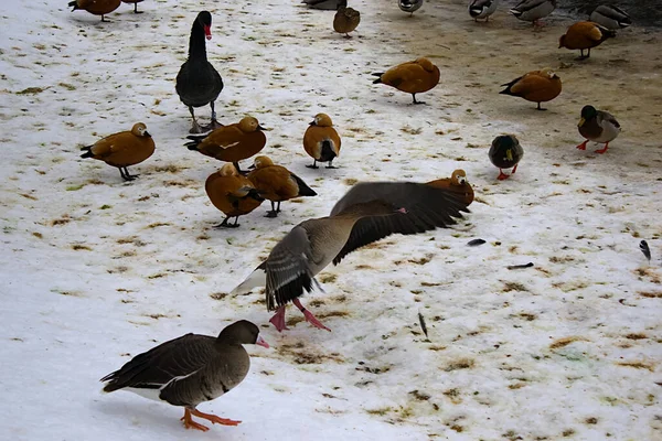 動物園の雪の中の水鳥は — ストック写真