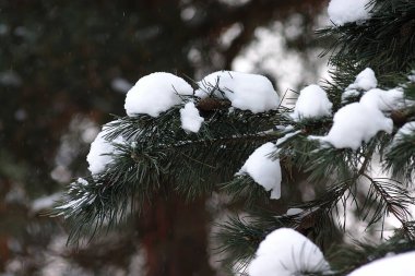 Bir kış sabahı çam dalında kar yağar