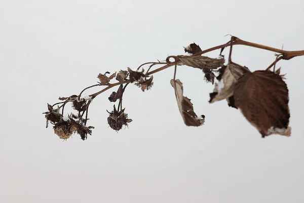 霜の多い冬にラズベリーとドライブランチ — ストック写真