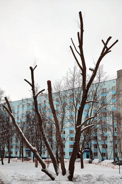 Дерево Ветвями Срубленными Жилом Районе — стоковое фото