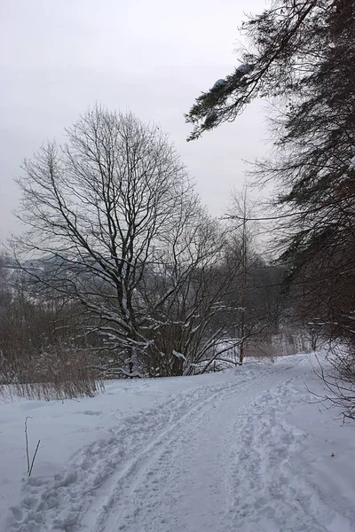 Śnieg Zimowym Parku Leśnym — Zdjęcie stockowe