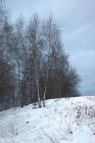 Berken Een Besneeuwde Heuvel Winterochtend — Stockfoto