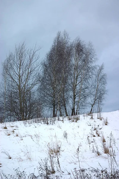 Birken Auf Einem Schneebedeckten Hügel Wintermorgen — Stockfoto