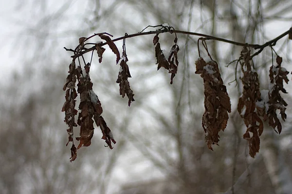 Rameau Sec Avec Neige Duveteuse Sur Les Feuilles — Photo