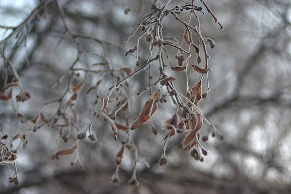 Sucha Gałąź Wapienna Nasionami Zimno — Zdjęcie stockowe