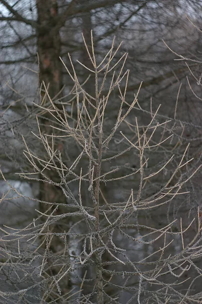 Dry Larch Branch Winter Morning — Stock Photo, Image