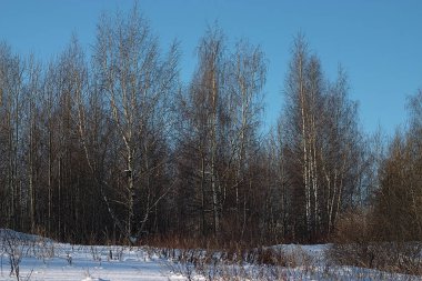 Kış ormanının kıyısındaki huş ağaçları