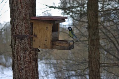 Kuşlar için meme faresi besleyicide