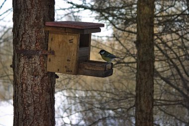 Kuşlar için meme faresi besleyicide