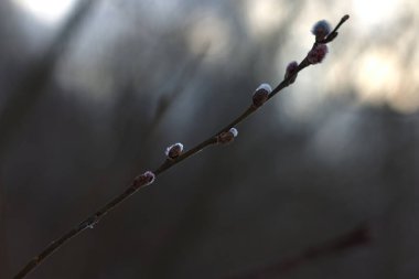 İlkbaharda kabarık tomurcuklu bir dal