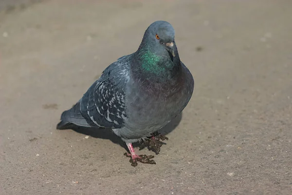 a pigeon with dirty paws