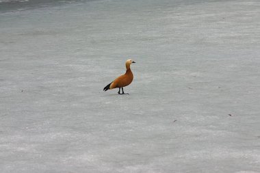 Ogar ördeği baharda göletin gevşek buzunda.