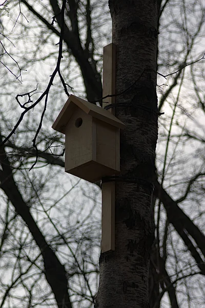 Ptačí Budka Kmeni Stromu Jarním Parku — Stock fotografie
