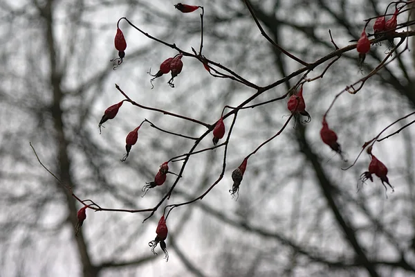 灌木树枝上的红色浆果 — 图库照片