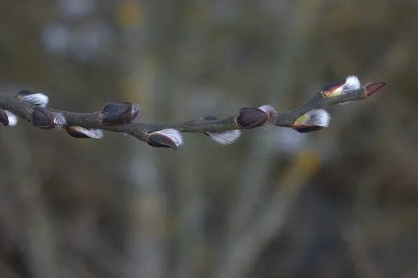 Kvist Med Fluffiga Knoppar Vårmorgon — Stockfoto