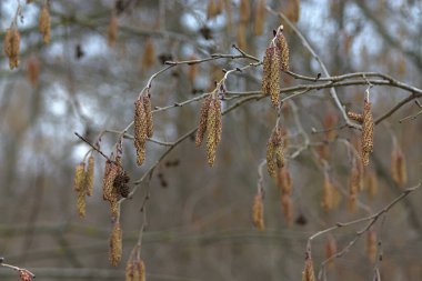İlkbaharda ağaç dalında kadife.