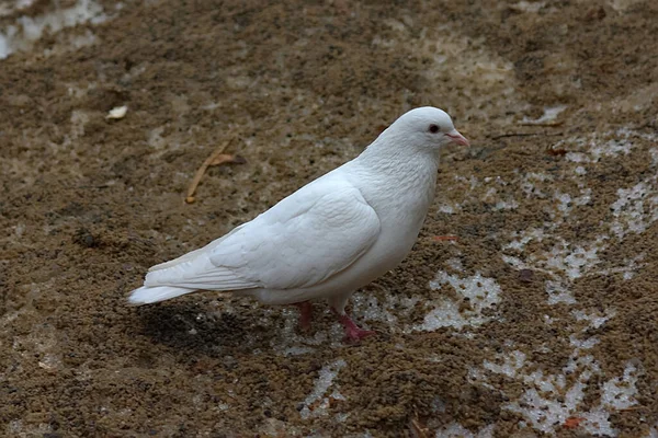 Pombo Branco Uma Pilha Neve Suja Primavera — Fotografia de Stock