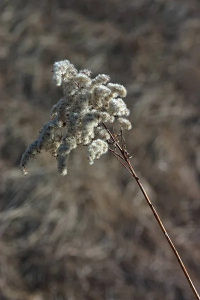 Trockener Blütenstand Den Strahlen Der Frühlingssonne — Stockfoto
