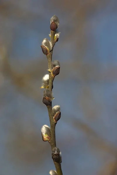 Fluffy Buds Twig Spring Morning — Stock Photo, Image